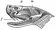 poison apparatus of rattlesnake engraving