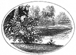 rose garden engraving