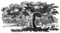 sherwood forest engraving