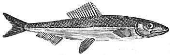 sprat engraving