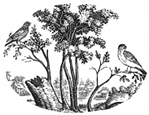 spring engraving