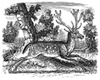 stag engraving