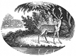 stag engraving