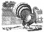 turkey engraving