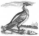 vulture engraving