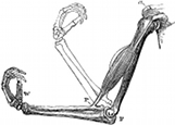anatomy, arm engraving