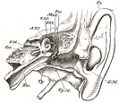 anatomy, ear engraving