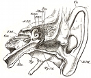 anatomy, ear engraving