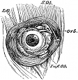 anatomy, eye engraving