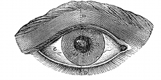 anatomy, eye engraving