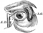 anatomy, eye engraving