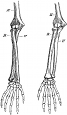 anatomy, finger engravings