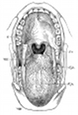 anatomy, mouth engraving