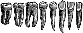 anatomy, teeth engraving