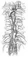 anatomy, thoracic duct engraving