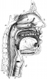 anatomy, throat engraving