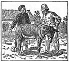 donkey engraving