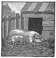 barn, pigs engraving