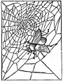 spider web engraving