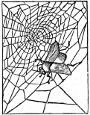 spider web engraving