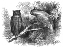 owl and parrot engraving