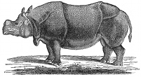 Rhinocerus engraving