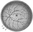 anatomy, eyeball engraving